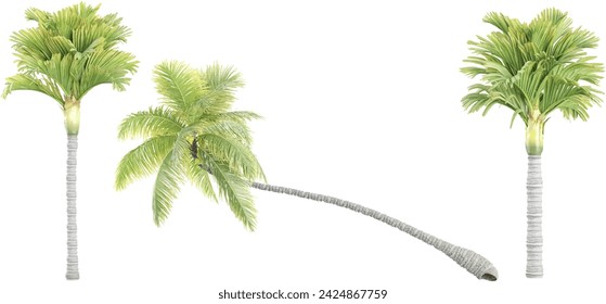 Manila palm,Coconut and palm trees Isolated tree on white background, The collection of trees.Large trees are growing in summer