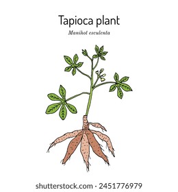 Manioc, or tapioca, or cassava (Manihot esculenta), edible and medicinal plant. Hand drawn botanical vector illustration