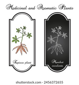 Manioc, or tapioca, or cassava (Manihot esculenta), edible and medicinal plant. Hand drawn botanical vector illustration
