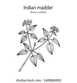 Manjistha (Rubia cordifolia), or Indian madder, medicinal plant. Hand drawn botanical vector illustration