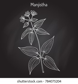 Manjistha (Rubia cordifolia), or Indian madder, medicinal plant. Hand drawn botanical vector illustration