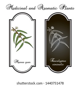 Manna, or ribbon, or white gum (Eucalyptus viminalis), medicinal plant. Hand drawn botanical vector illustration