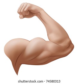 muscle arm vector