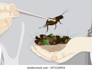 Man's hand holding chopsticks which contain Crickets insects for eating as food deep-fried crispy snack for take-away, it is good source of protein edible for future. Entomophagy concept.