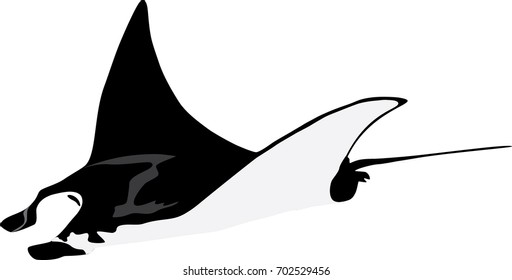 Manta Fish Flying