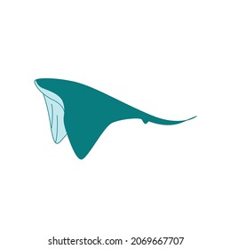 manta flat illustration and image