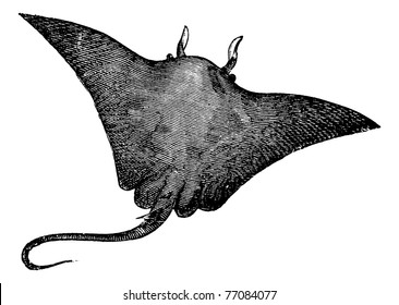 Manta ray, devilfish, Manta birostris or Cephalopterus vampyrus ray. Old engraved illustration of Manta ray isolated against a white background. Trousset encyclopedia.