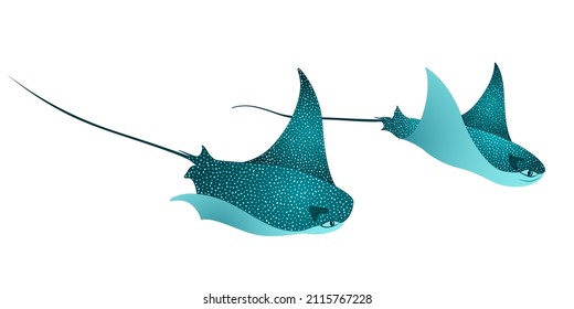 Manta ray fishes couple, marine animals, sea creatures vector illustration. Turquoise eagle ray fishes, mobula scube vector. Eagle or devil fish couple, underwater stingray giant ocean animals.