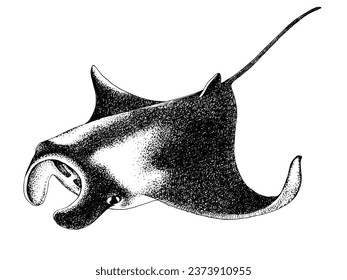 Manta ray hand drawn illustration