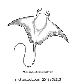 Manta ray illustration. Manta ray hand drawn illustration in vintage engraving style. Manta ray sketch drawing