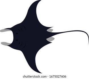 Manta ray, illustration, vector on white background.