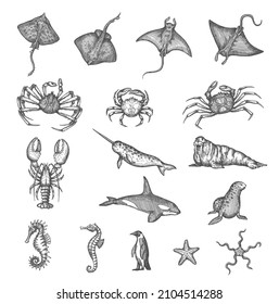 Manta ray, stingray, crab or lobster, seahorse and starfish, walrus, narwhal and killer whale in vector sketch. Ancient map elements of ocean seafaring and captain sea sailing for treasures adventure