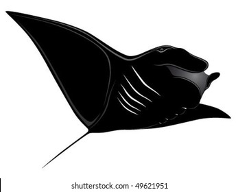 Manta Ray, tattoo