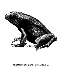 Mantella Frog hand drawing vector isolated on white background.