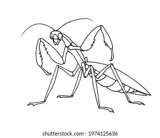 mantis before attack, invertebrate insect, voracious predator, funny character, vector illustration with contour lines in black ink isolated on a white background in cartoon and hand drawn style