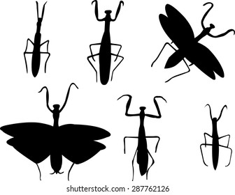 mantis collection - vector