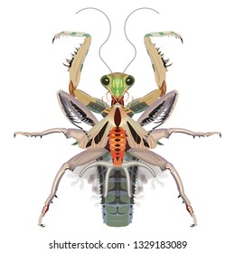 mantis eating butterfly
