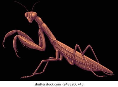 Mantis. Editable hand drawn illustration. Vector vintage engraving. Isolated on black background. 8 EPS