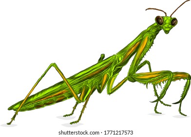 the mantis is a green insect vector illustration