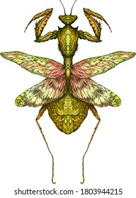 la mantis es una ilustración vector de insecto verde