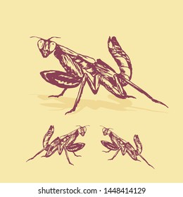 Mantis Hand drawn Insect vector 