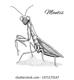 Mantis. Hand drawn vector illustration.