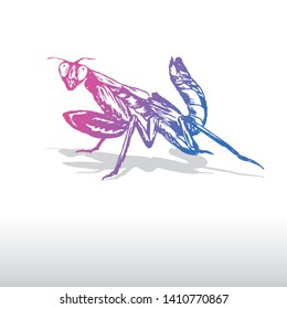Mantis Insect Illustration Vector Art