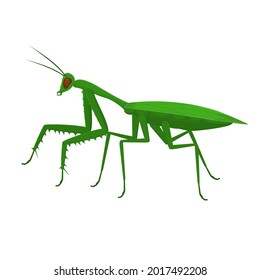 Mantis. Insect Mantis, Vector Illustration