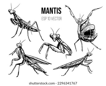 Mantis insect vector set. Black outline on a transparent background. Hand drawn sketch