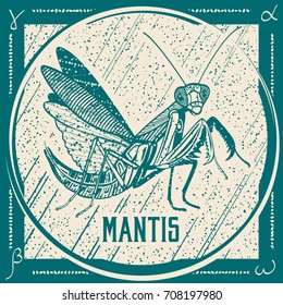 Mantis. Line Art. Vector engraving hatching black and white illustration. Stamp. Mark. Postcard.