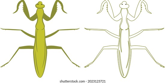 Mantis Mantidae Mantodea Illustration Fill and Outline Isolated on White Background. Insects Bugs Worms Pest and Flies.Entomology or Pest Control Business graphic elements.