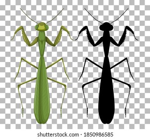 Mantis on transparent background illustration
