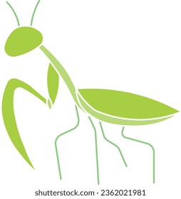 mantis praying mantis praying insect mantodea