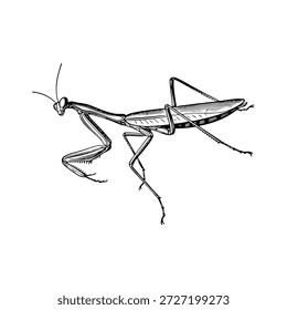 Mantis Rezando boceto 32 línea de arte Vector aislado