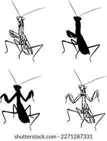Mantis religiosa, various images, vector, black, silhouette, nature, realism