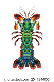 Mantis Shrimp detailed vector top view with staggering colourful body