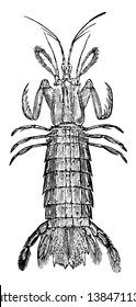 Mantis Shrimp is the members of the order Stomatopoda, vintage line drawing or engraving illustration.