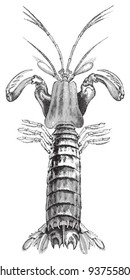 Mantis shrimp (Squilla mantis) / vintage illustration from Meyers Konversations-Lexikon 1897