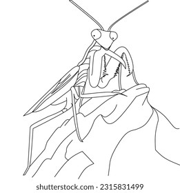 El boceto de mantis está listo para ser coloreado 