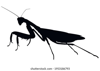 Mantis vector, isolated on a white background. Mantis religiosa stock illustration.