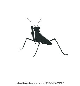 Mantis, Vektorsilhouette auf weißem Hintergrund