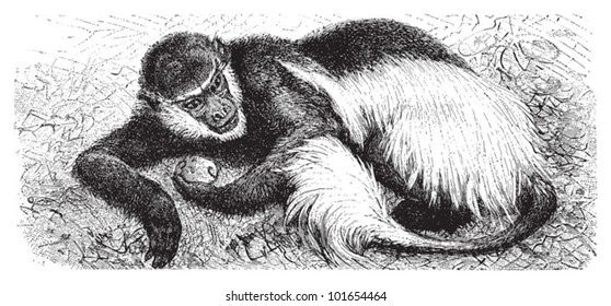 Mantled guereza or eastern black-and-white colobus (Colobus guereza) / vintage illustration from Brockhaus Konversations-Lexikon 1908