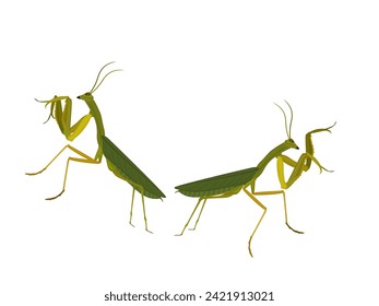 Mantodea on a white background.