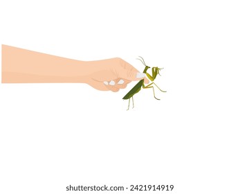Mantodea on a white background.