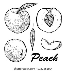 Manual drawing of peach ink. Set whole peach and slices. Botanical food illustration. Vector illustration with sketch fruit