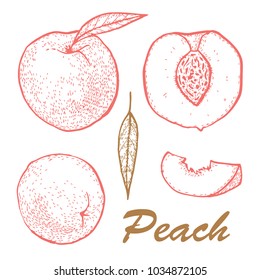 Manual drawing of peach ink. Set whole peach and slices. Botanical food illustration. Vector illustration with sketch fruit