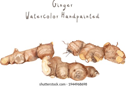 Manual Illustration ginger watercolor handpainted