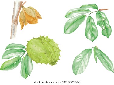 Manual Illustration Soursop watercolor Hand Painted