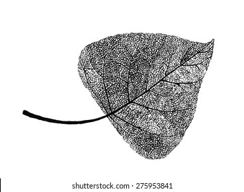 Manually Drawn Poplar Leaf Skeleton