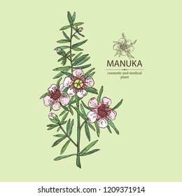 Manuka Flower Stock Vectors, Images & Vector Art | Shutterstock